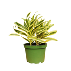 1 Mystery Plant Monthly Subscription Box